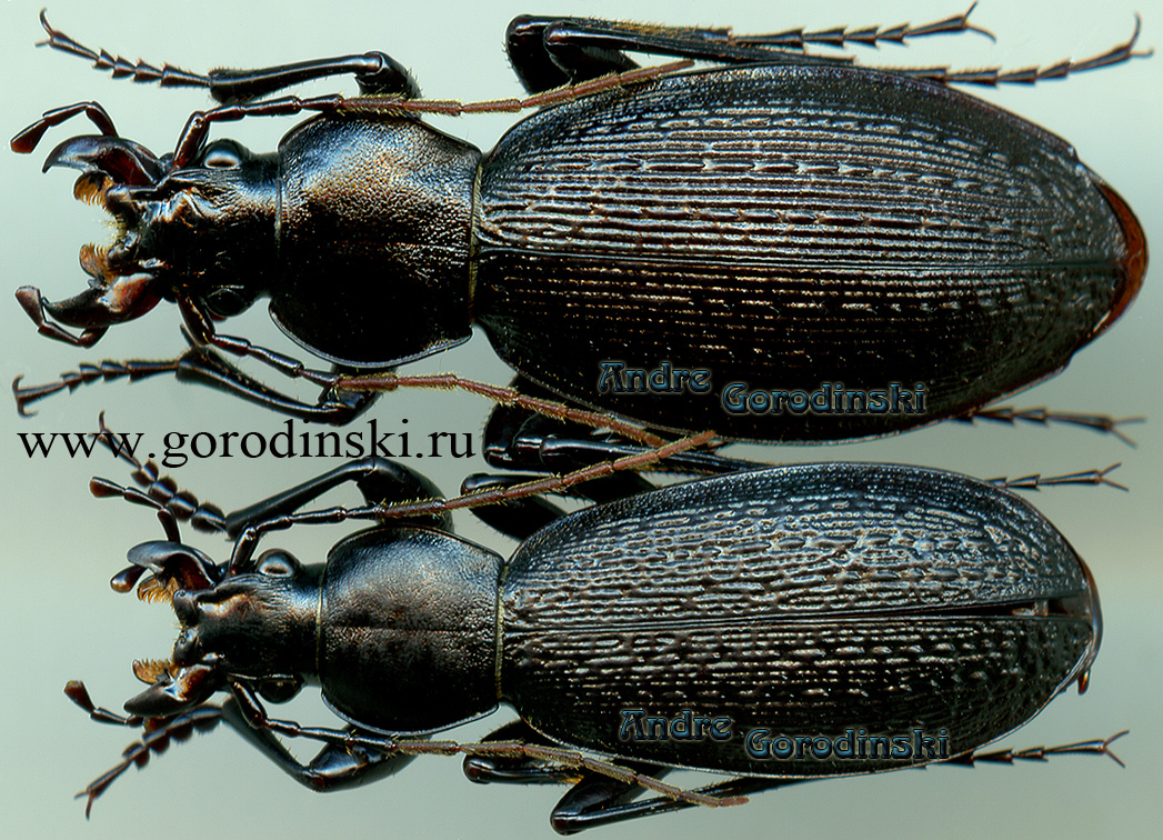 http://www.gorodinski.ru/carabus/Apotomopterus koiwayai.jpg